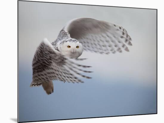 Snowy Owl in Flight-Tom Middleton-Mounted Photographic Print