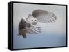 Snowy Owl in Flight-Tom Middleton-Framed Stretched Canvas