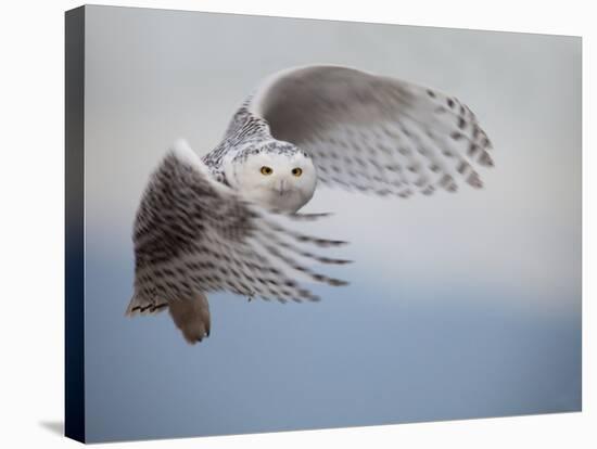 Snowy Owl in Flight-Tom Middleton-Stretched Canvas