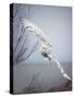 Snowy Owl In Flight-Carrie Ann Grippo-Pike-Stretched Canvas