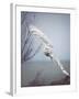 Snowy Owl In Flight-Carrie Ann Grippo-Pike-Framed Photographic Print