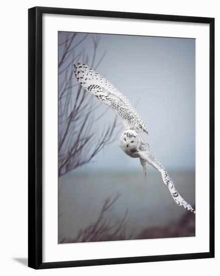 Snowy Owl In Flight-Carrie Ann Grippo-Pike-Framed Photographic Print