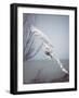 Snowy Owl In Flight-Carrie Ann Grippo-Pike-Framed Photographic Print