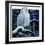 "Snowy Owl in Forest at Night,"January 12, 1924-Paul Bransom-Framed Giclee Print