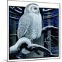 "Snowy Owl in Forest at Night,"January 12, 1924-Paul Bransom-Mounted Giclee Print