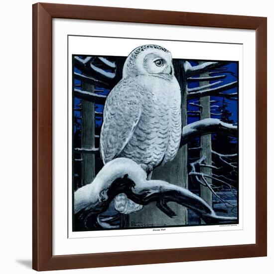 "Snowy Owl in Forest at Night,"January 12, 1924-Paul Bransom-Framed Giclee Print