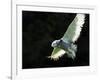 Snowy Owl, November 2001-null-Framed Photographic Print