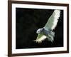 Snowy Owl, November 2001-null-Framed Photographic Print