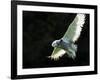 Snowy Owl, November 2001-null-Framed Photographic Print