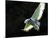 Snowy Owl, November 2001-null-Mounted Photographic Print