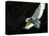 Snowy Owl, November 2001-null-Stretched Canvas