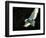 Snowy Owl, November 2001-null-Framed Photographic Print