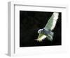 Snowy Owl, November 2001-null-Framed Photographic Print