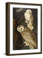 Snowy Owl (Nyctea Scandiaca), Plate Cxxi, from 'The Birds of America'-John James Audubon-Framed Giclee Print