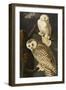 Snowy Owl (Nyctea Scandiaca), Plate Cxxi, from 'The Birds of America'-John James Audubon-Framed Giclee Print