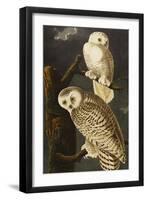 Snowy Owl (Nyctea Scandiaca), Plate Cxxi, from 'The Birds of America'-John James Audubon-Framed Giclee Print