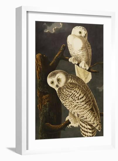 Snowy Owl (Nyctea Scandiaca), Plate Cxxi, from 'The Birds of America'-John James Audubon-Framed Giclee Print