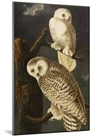 Snowy Owl (Nyctea Scandiaca), Plate Cxxi, from 'The Birds of America'-John James Audubon-Mounted Giclee Print