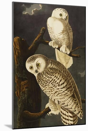 Snowy Owl (Nyctea Scandiaca), Plate Cxxi, from 'The Birds of America'-John James Audubon-Mounted Giclee Print
