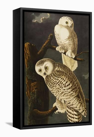 Snowy Owl (Nyctea Scandiaca), Plate Cxxi, from 'The Birds of America'-John James Audubon-Framed Stretched Canvas