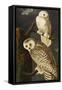 Snowy Owl (Nyctea Scandiaca), Plate Cxxi, from 'The Birds of America'-John James Audubon-Framed Stretched Canvas