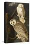 Snowy Owl (Nyctea Scandiaca), Plate Cxxi, from 'The Birds of America'-John James Audubon-Stretched Canvas