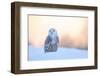 Snowy Owl, Nyctea Scandiaca, Rare Bird Sitting on the Snow, Winter Scene with Snowflakes in Wind, E-Ondrej Prosicky-Framed Photographic Print