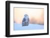 Snowy Owl, Nyctea Scandiaca, Rare Bird Sitting on the Snow, Winter Scene with Snowflakes in Wind, E-Ondrej Prosicky-Framed Photographic Print