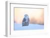 Snowy Owl, Nyctea Scandiaca, Rare Bird Sitting on the Snow, Winter Scene with Snowflakes in Wind, E-Ondrej Prosicky-Framed Photographic Print