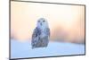 Snowy Owl, Nyctea Scandiaca, Rare Bird Sitting on the Snow, Winter Scene with Snowflakes in Wind, E-Ondrej Prosicky-Mounted Photographic Print