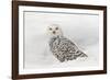 Snowy Owl on snow, Montana, Bubo scandiacus-Adam Jones-Framed Photographic Print