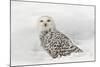 Snowy Owl on snow, Montana, Bubo scandiacus-Adam Jones-Mounted Photographic Print