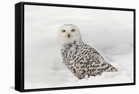 Snowy Owl on snow, Montana, Bubo scandiacus-Adam Jones-Framed Stretched Canvas