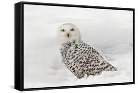 Snowy Owl on snow, Montana, Bubo scandiacus-Adam Jones-Framed Stretched Canvas