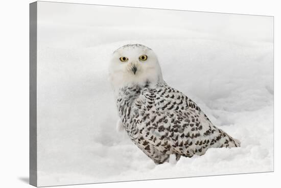 Snowy Owl on snow, Montana, Bubo scandiacus-Adam Jones-Stretched Canvas