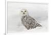 Snowy Owl on snow, Montana, Bubo scandiacus-Adam Jones-Framed Photographic Print