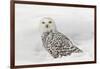 Snowy Owl on snow, Montana, Bubo scandiacus-Adam Jones-Framed Photographic Print