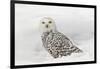 Snowy Owl on snow, Montana, Bubo scandiacus-Adam Jones-Framed Photographic Print