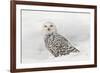 Snowy Owl on snow, Montana, Bubo scandiacus-Adam Jones-Framed Photographic Print