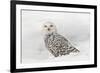 Snowy Owl on snow, Montana, Bubo scandiacus-Adam Jones-Framed Photographic Print