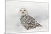 Snowy Owl on snow, Montana, Bubo scandiacus-Adam Jones-Mounted Photographic Print