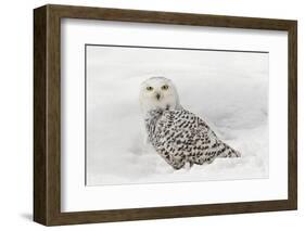 Snowy Owl on snow, Montana, Bubo scandiacus-Adam Jones-Framed Photographic Print