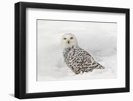 Snowy Owl on snow, Montana, Bubo scandiacus-Adam Jones-Framed Photographic Print