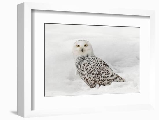 Snowy Owl on snow, Montana, Bubo scandiacus-Adam Jones-Framed Photographic Print