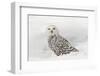 Snowy Owl on snow, Montana, Bubo scandiacus-Adam Jones-Framed Photographic Print