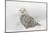 Snowy Owl on snow, Montana, Bubo scandiacus-Adam Jones-Mounted Photographic Print