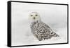 Snowy Owl on snow, Montana, Bubo scandiacus-Adam Jones-Framed Stretched Canvas