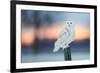 Snowy owl perched on wodden post at dusk, Canada-Markus Varesvuo-Framed Photographic Print