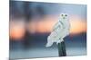 Snowy owl perched on wodden post at dusk, Canada-Markus Varesvuo-Mounted Photographic Print