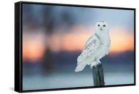 Snowy owl perched on wodden post at dusk, Canada-Markus Varesvuo-Framed Stretched Canvas